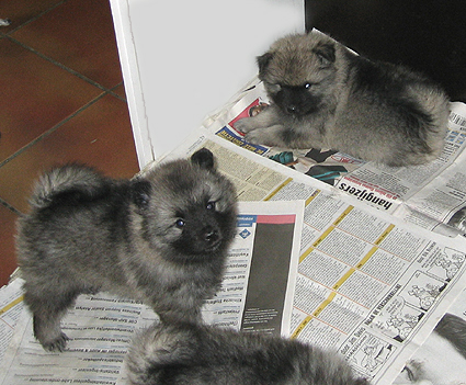 Bonny & Donatus